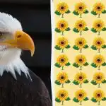 Máte orlí zrak, pokud dokážete najít lichou slunečnici za 9