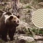 Medvěda musíte najít za 11 sekund: optický klam pro ty nejpozornější: Medvěda musíte najít za 11 sekund: optický klam pro ty