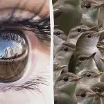 Musíte být detektiv, abyste za 12 sekund našli vrabce mezi