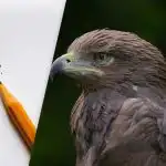 Najdi orla za 8 sekund: chytrý optický klam pro testování