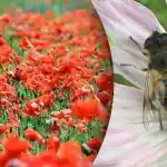 Nejtěžší optický klam: mezi máky musíte najít včelu