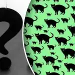 Nejtěžší úkol i pro ty nejbystřejší oči: najít krysu mezi