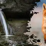 Optický klam s nenápadnou nápovědou: na obrázku s vodopádem musíte najít lišku. Optický klam s nenápadnou nápovědou: na obrázku s vodopádem musíte