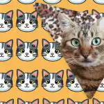 Podivnou kočku uvidí za 11 sekund jen lidé s vysokým IQ: mimořádný optický klam Podivnou kočku uvidí za 11 sekund jen lidé s vysokým