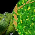 Potřebujete najít hada v džungli do 5 sekund: nerealisticky obtížná