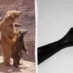 Potřebujete najít kočku v zoo za 7 sekund: velmi náročná