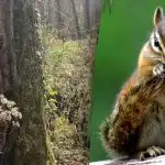 Pouze lidé s "jestřábím zrakem" najdou veverku za 10 sekund: