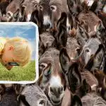 Rychlý IQ test: najděte býka mezi osly za 8 sekund