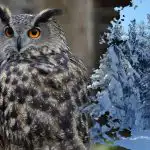 Složitá hádanka pro génie: jen ti nejpozornější odhalí sovu za 16 sekund. Složitá hádanka pro génie: jen ti nejpozornější odhalí sovu za