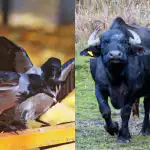 Všichni vidí bizona a jen někteří najdou v lese vránu