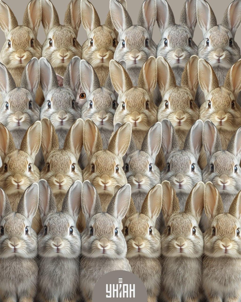 Koláž Moje - původní obrázek k hledání