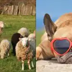 Všichni vidí ovci a jen lidé s velkým IQ najdou