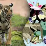 Výzva pro génie: najděte v zoo ukryté tygří mládě