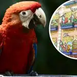 Zábavná iluze pro génie: jen málokdo najde papouška za 15