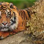 Zmatená hádanka s neuvěřitelnou odpovědí: musíte najít tygra v lese.