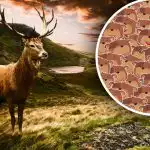 Zvládnou to jen lidé s vysokým IQ: musíte najít jelena