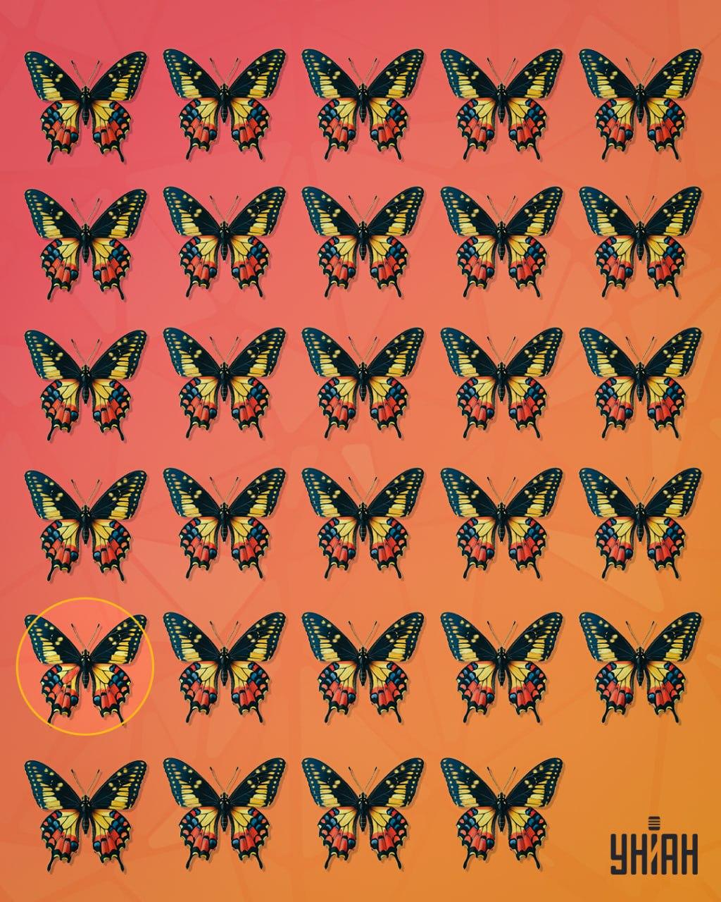 Podivný motýl se nacházel ve druhém řádku odspodu obrázku / koláž Mojeu