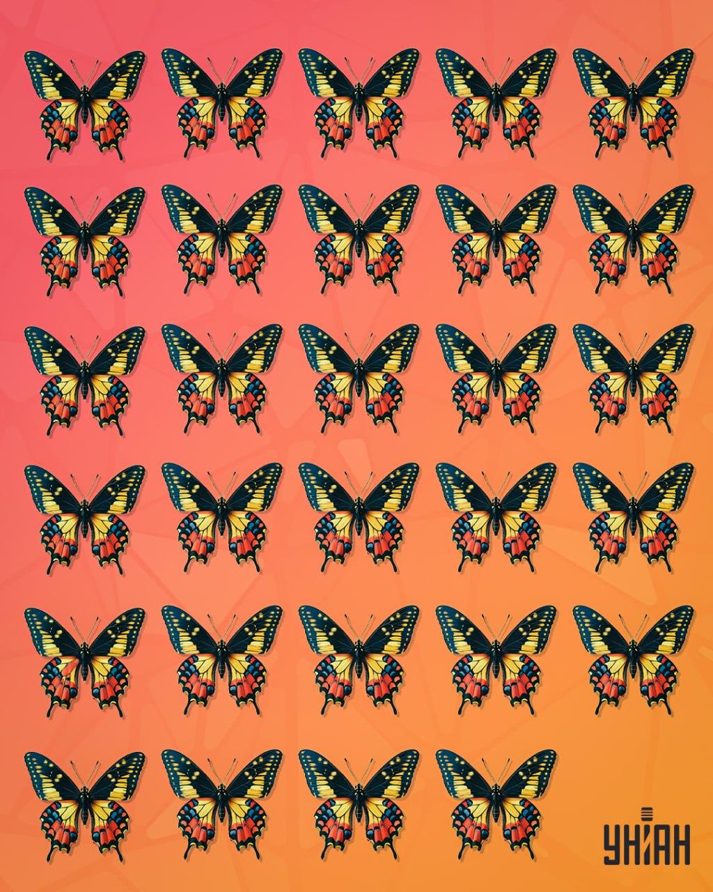 Motýla, kterého lze označit za podivného, je třeba vystopovat / koláž Moje