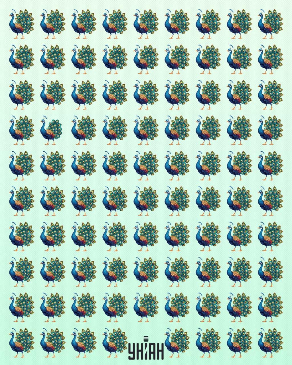 Je třeba najít páví obludu / koláž Moje