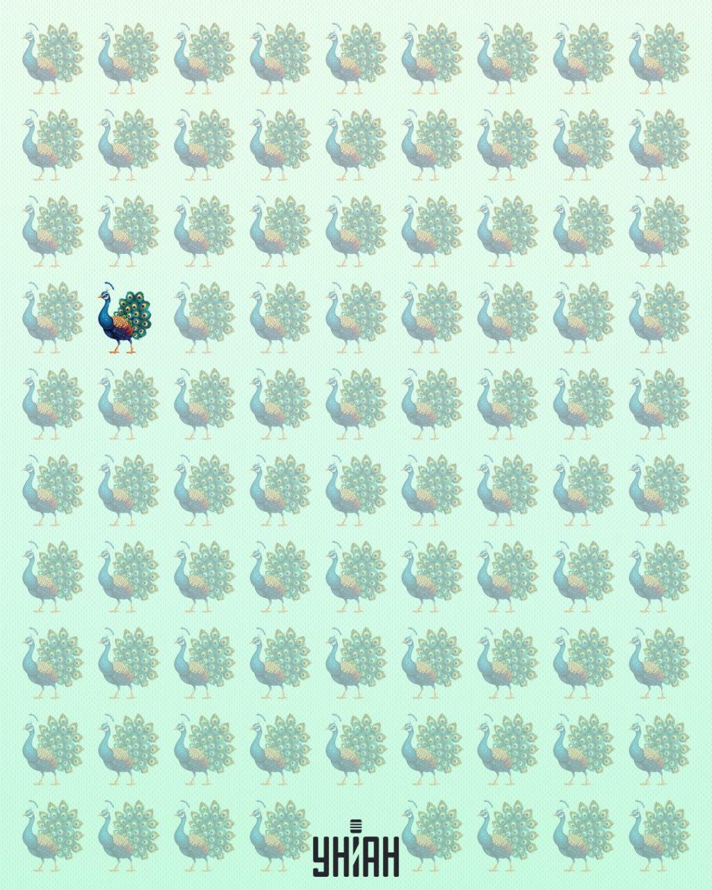 Páví podivín byl v pravé části optické záhady / koláž Mojeu