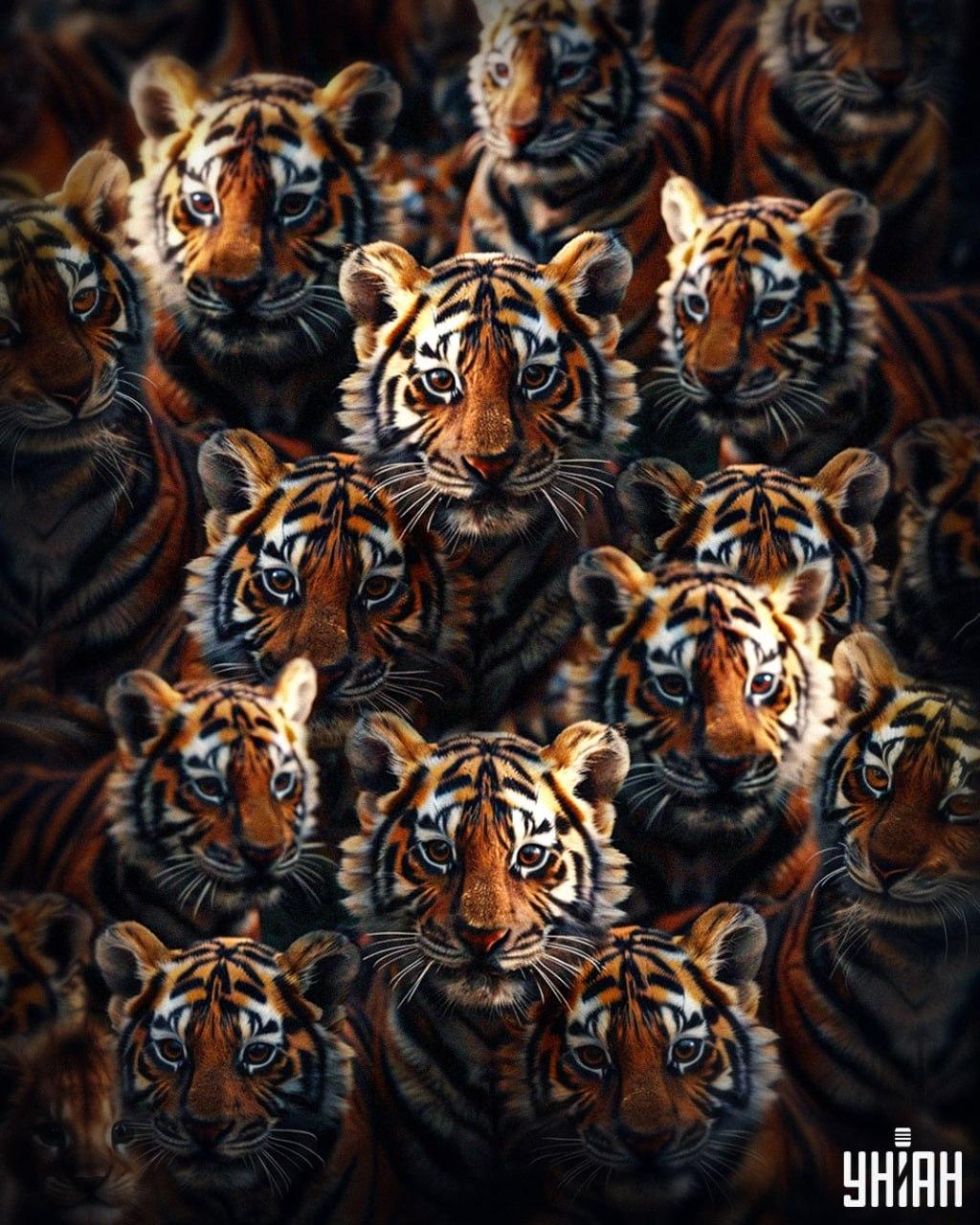 Najít lvíče mezi tygry trvá 8 sekund / koláž Moje