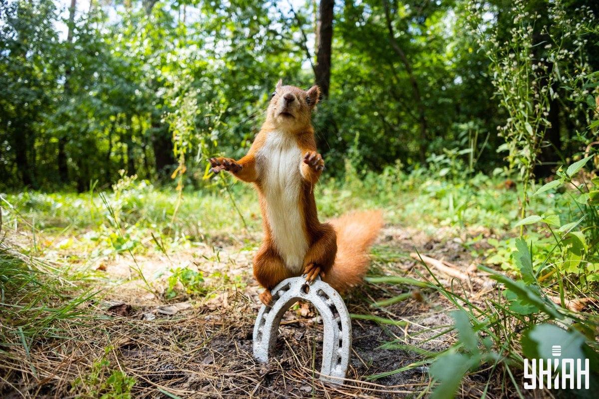 Najdi mazaného psa včas / koláž s fotografií Moje Najděte mazaného psa včas / koláž s fotografií Moje