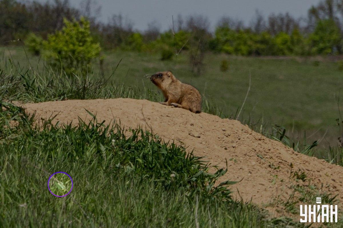 Motýl se nacházel u jednoho z dolních rohů snímku / koláž Moje