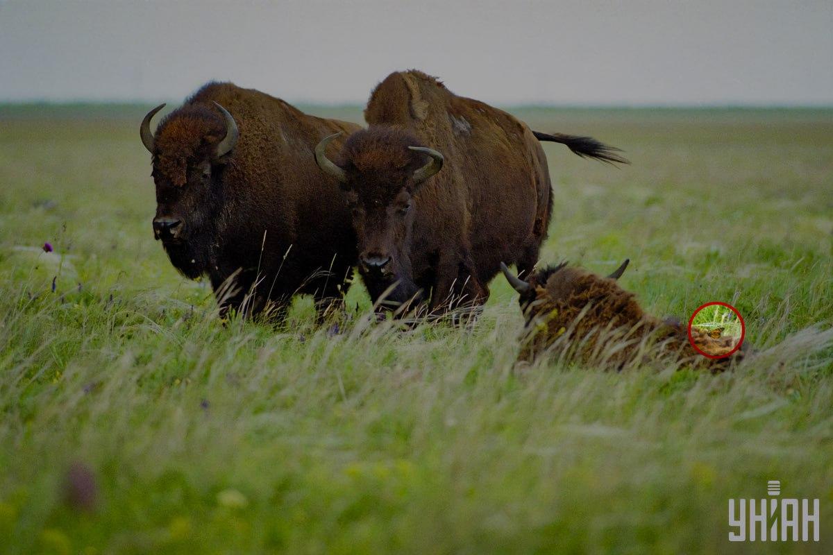Na jednoho ze zubrů usedl motýl / koláž s fotografií Mojeu