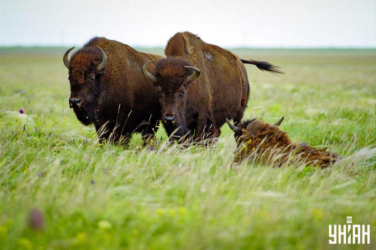 Najdi motýla za 8 sekund / koláž s fotografií Moje