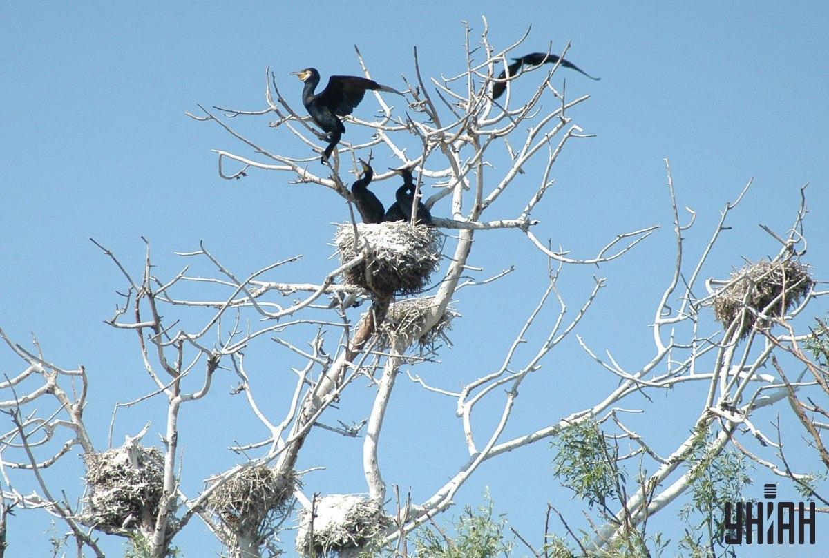 Najít vrabce trvá 9 sekund / koláž s fotografií Mojeu