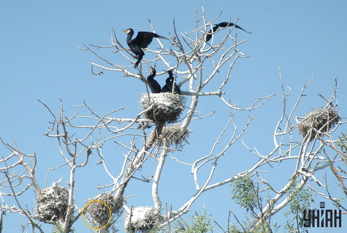 Vrabec se skrýval ve spodní části vizuální skládačky / fotokoláž Moje