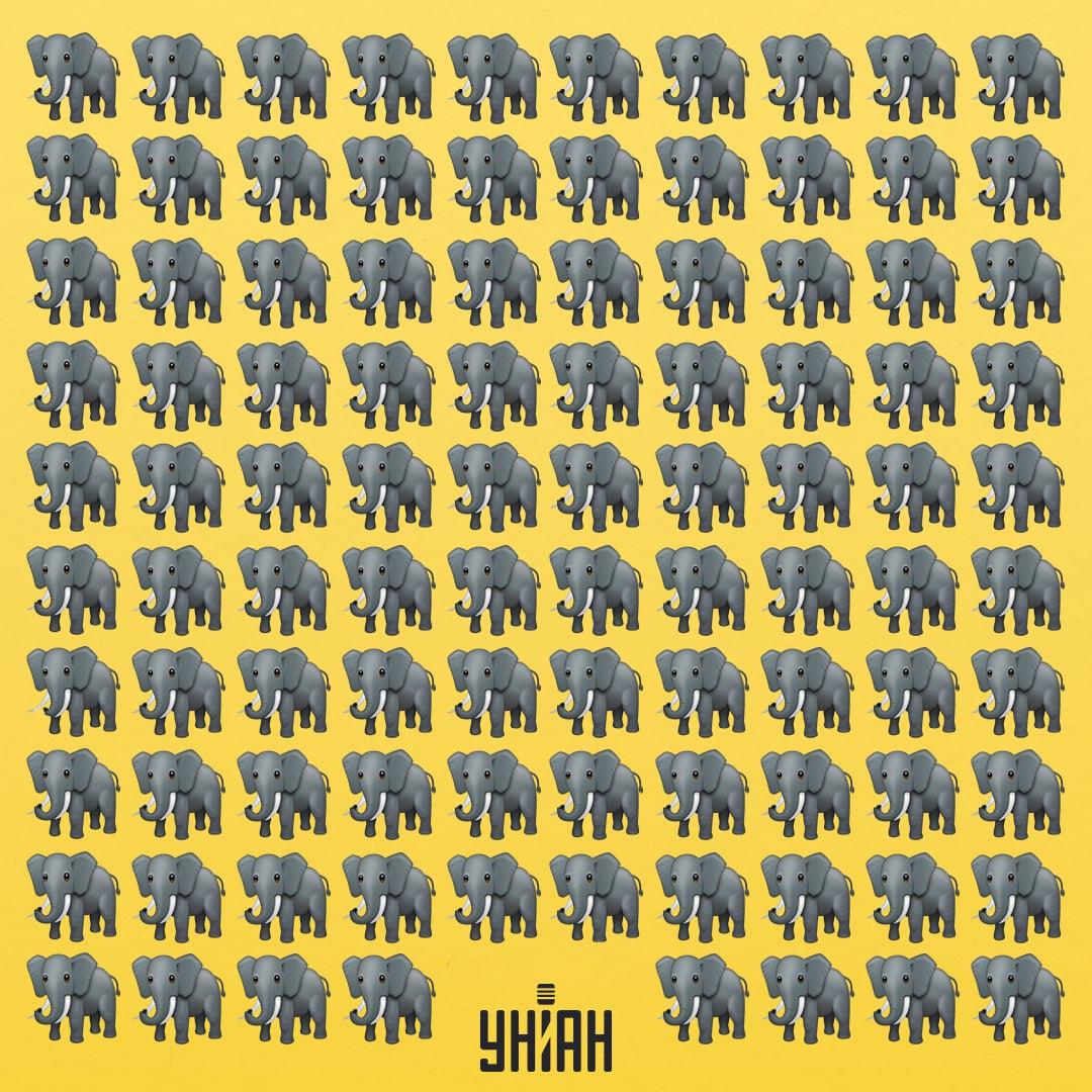 Musíme najít podivného slona / koláž Moje