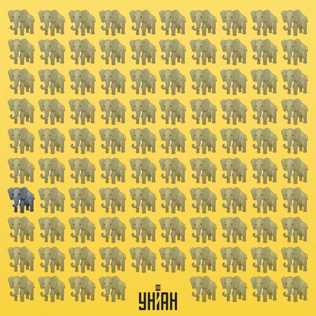 Jeden ze slonů má jiný chobot než ostatní / koláž Moje