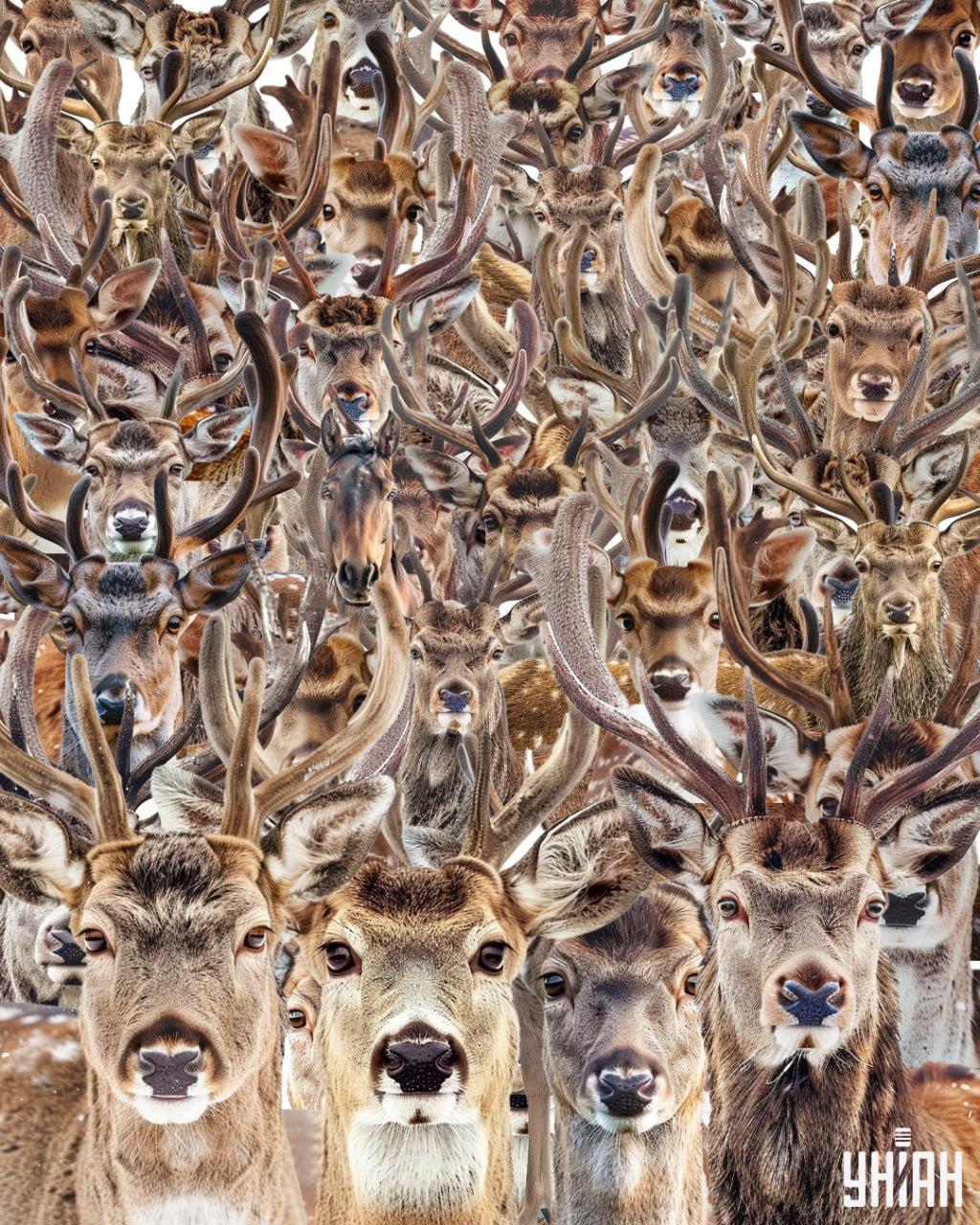 Najdi koně mezi jeleny / koláž Moje