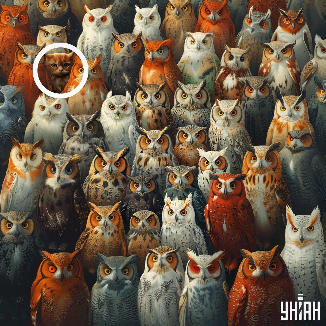 Kočka byla u jednoho z rohů obrázku / koláž Moje