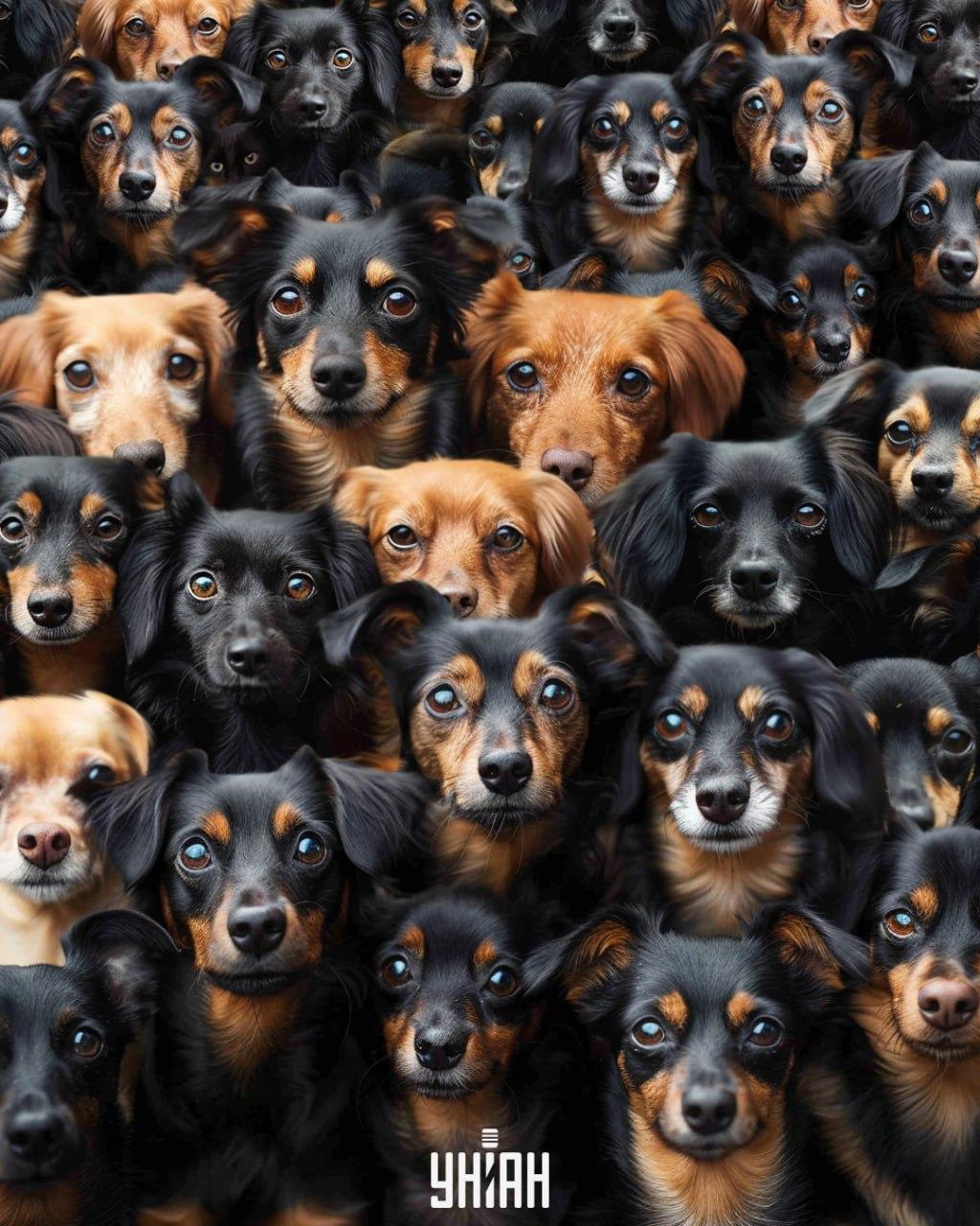 Je třeba najít kočku mezi psy / koláž Moje