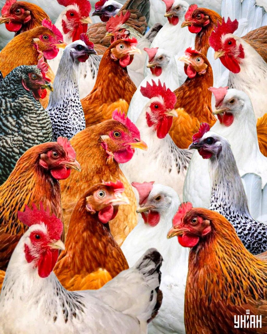 Najít mazaného kohouta trvá méně než 10 sekund / koláž Moje