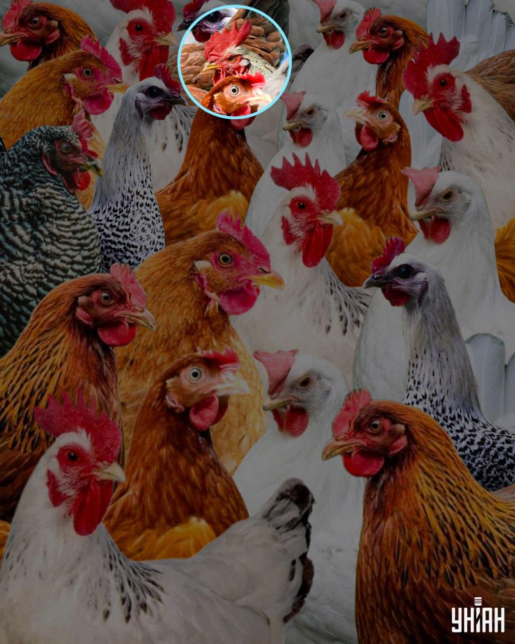 Mazaný se říkalo kohoutovi, který. 