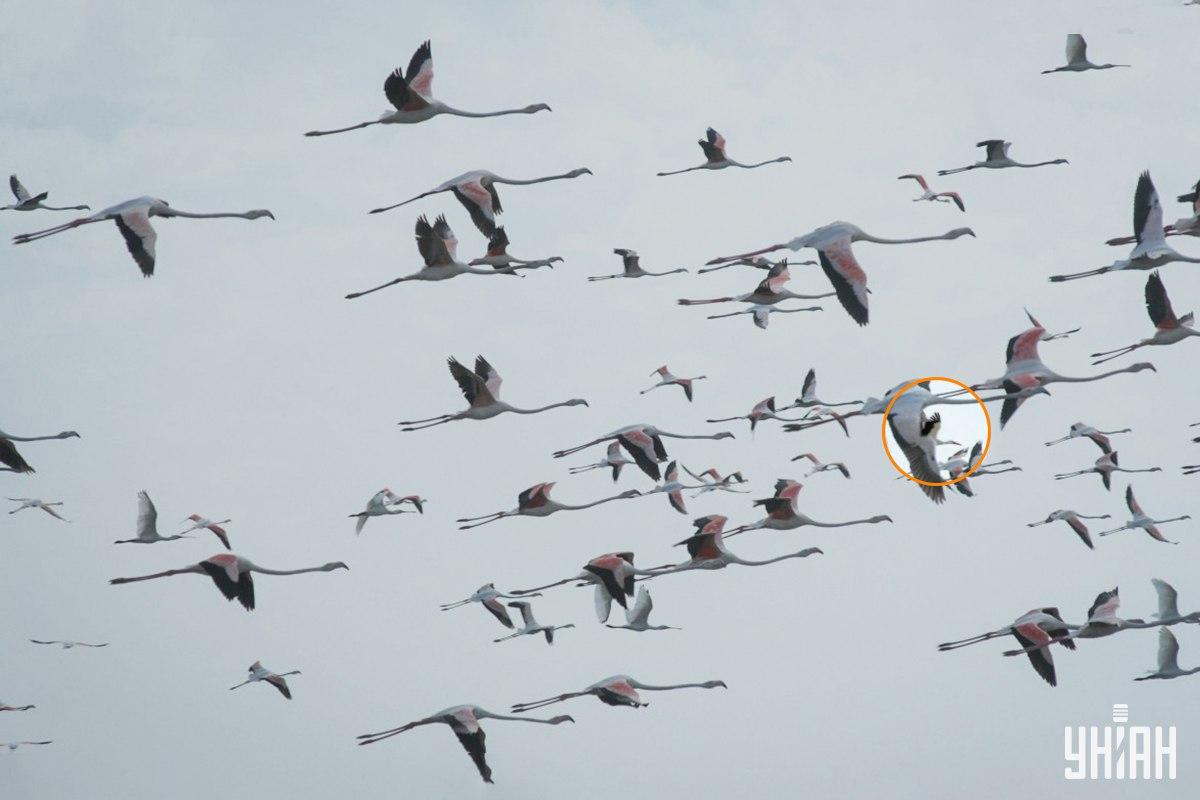 Fotografie Moje s vyznačeným čápem