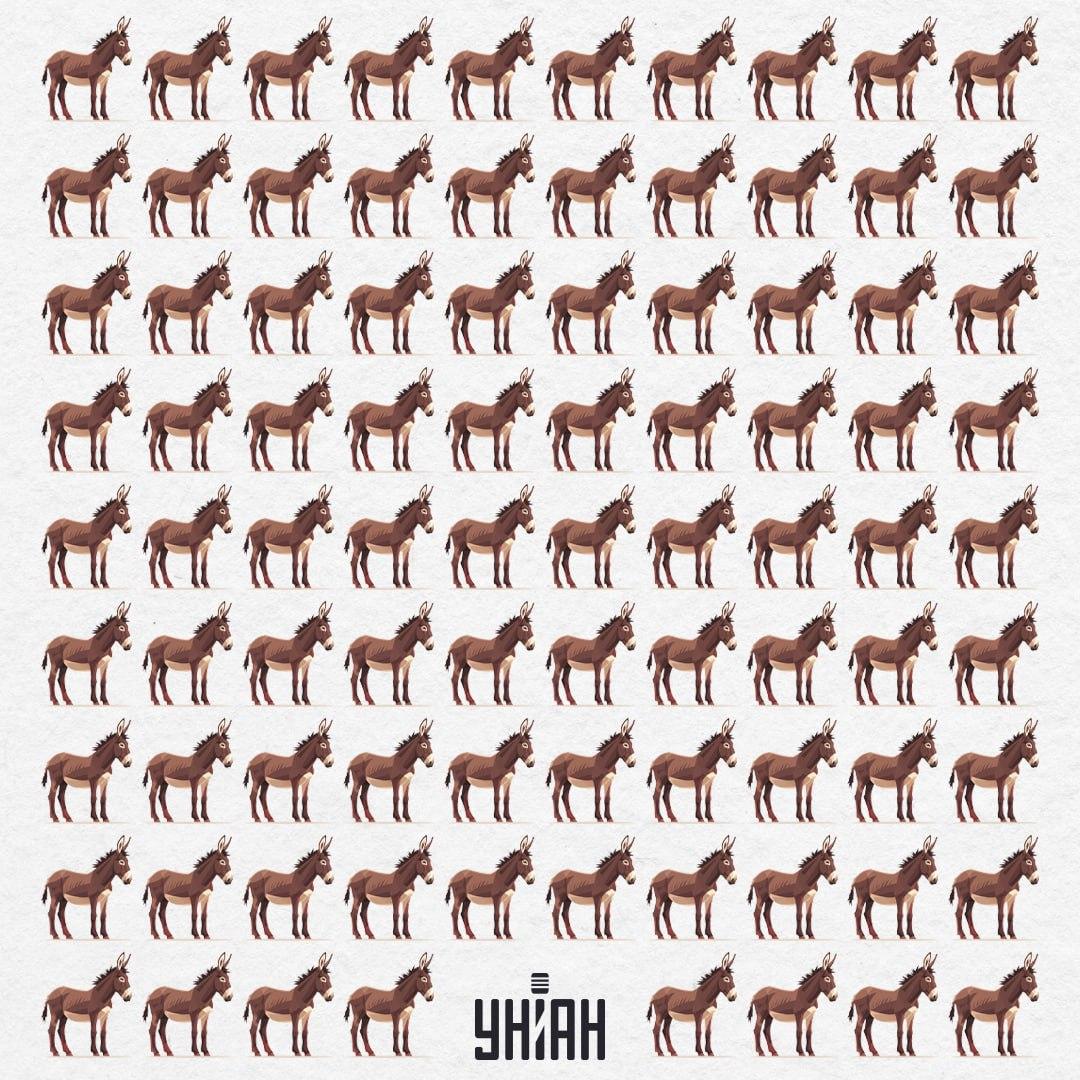 Hledání odlišného osla