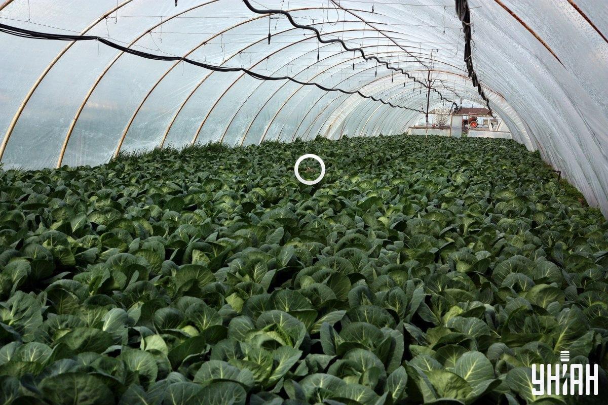 Řešení hádanky s označeným králíčkem