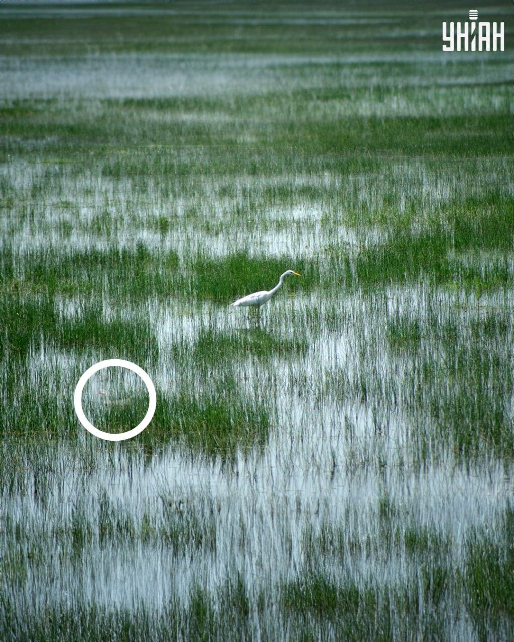 Foto Moje s vyznačenou kachnou