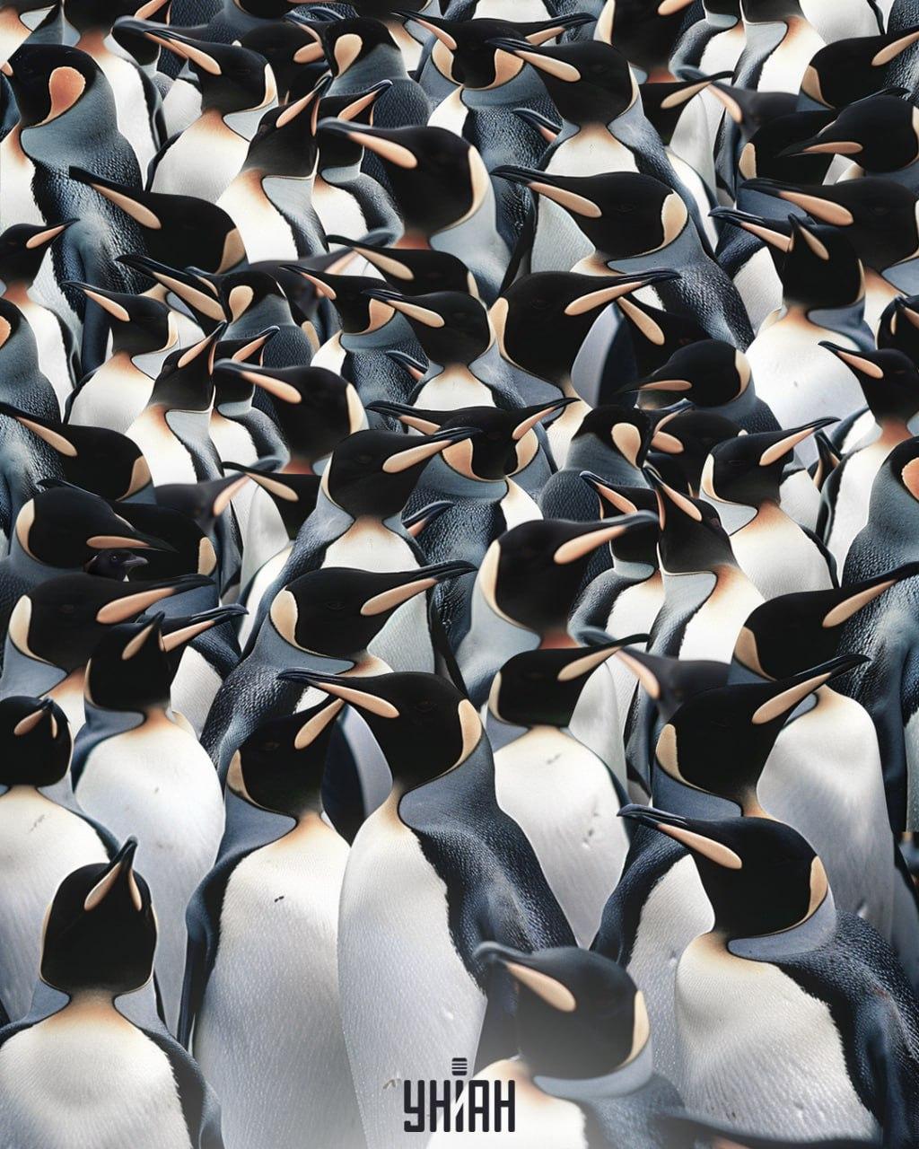 Mezi hromadou tučňáků je třeba najít straku / koláž Moje