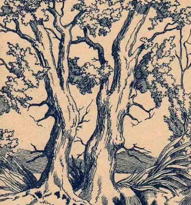 Ilustrační obrázek hlavolamu - strom s ukrytými tvářemi