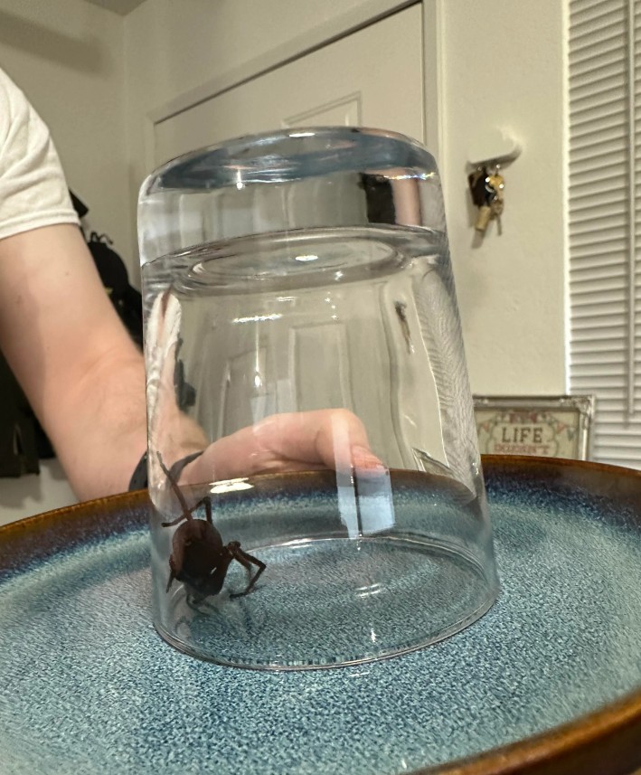 Žena si přivezla pavouka z Afriky