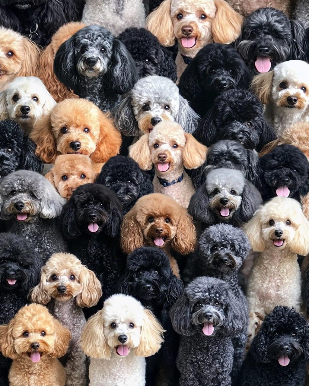 Na optické hádance / koláži Moje je třeba najít ovci.