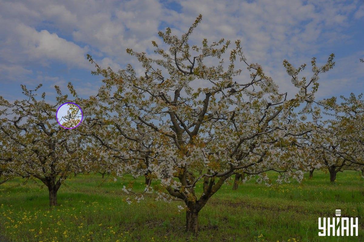 Pták byl u pravé strany obrázku / koláž s fotografií Mojeu