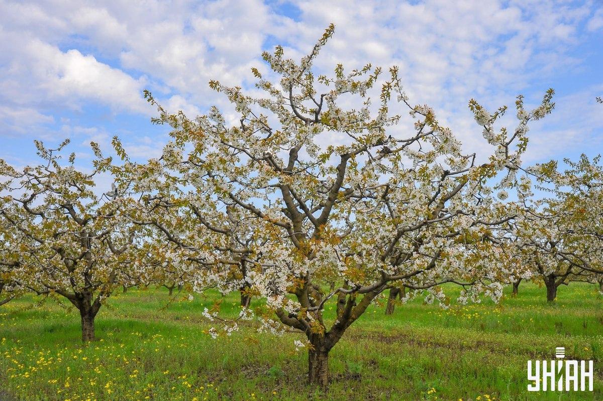 Najděte holuba na čas na skládačce / koláži s fotografií Moje