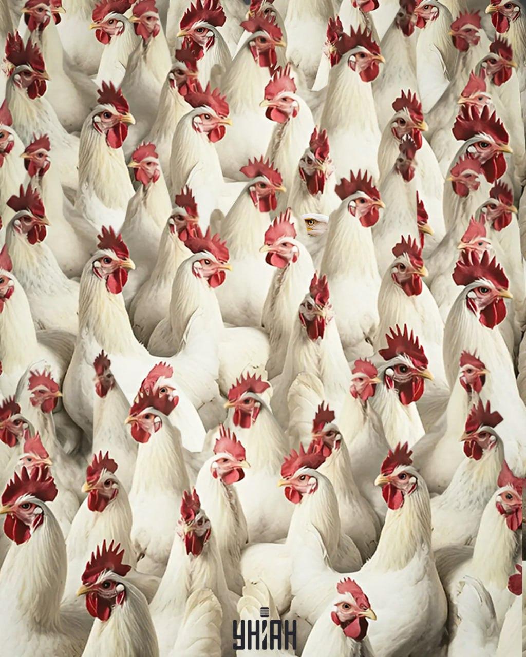 Najít orla trvá 5 sekund / koláž Moje Najít orla trvá 5 sekund / koláž Moje