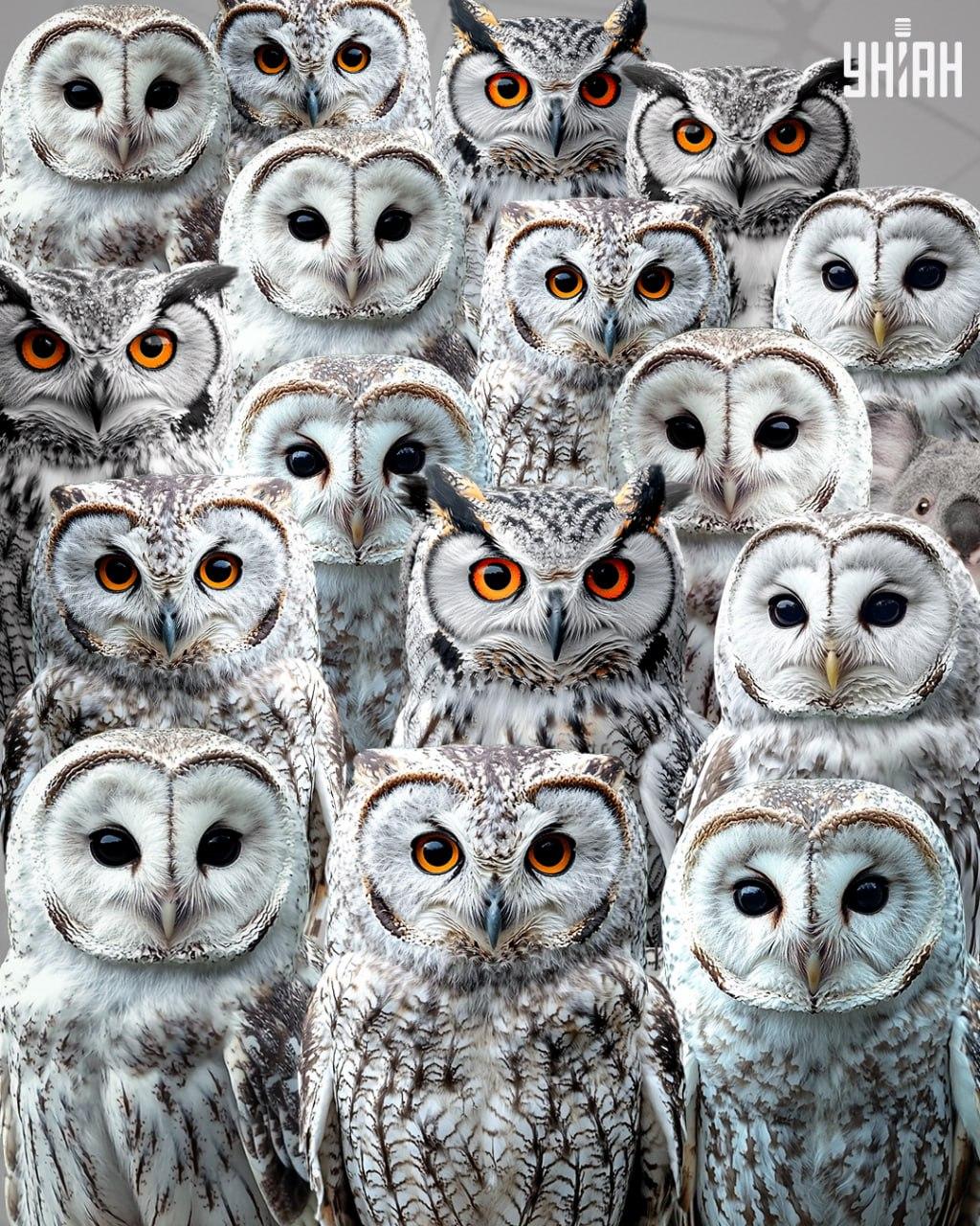 Najděte vetřelce mezi sovami